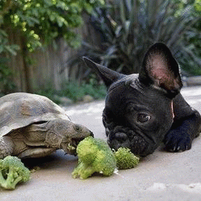 Sloth (USA-2) : You Gotta Chomp It Like This